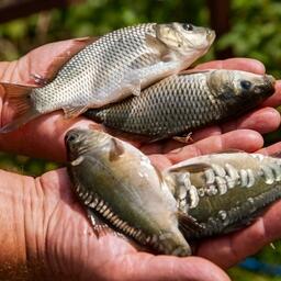 Прудовые хозяйства ищут пути к эффективности