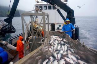 Росрыболовство выступает против введения экспортных пошлин на рыбу