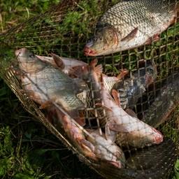 Уловы пастбищной аквакультуры будут считать по новой методике