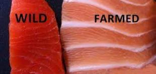 Мировые цены в 2025 году: дикая рыба дорожает, аквакультура дешевеет 