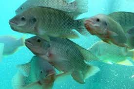  Цены на тилапию в Китае остаются на годовом минимуме в последнюю неделю 2025 года