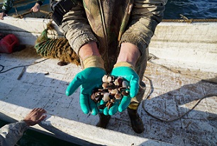 Приморское теруправление Росрыболовства опубликовало рекомендуемые образцы отчетности для предприятий аквакультуры