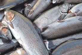 Япония существенно увеличила покупки мороженой выращенной форели в Норвегии
