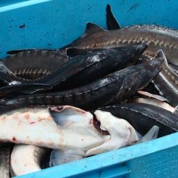 Казахстан обновил пакет мер для развития рыбоводства