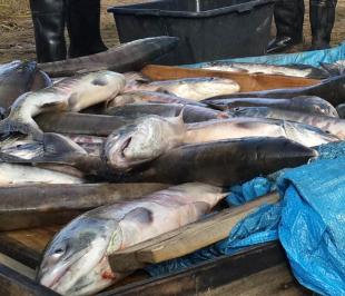 Браконьеры снова атаковали нерестилища нацпарка «Земли леопарда»