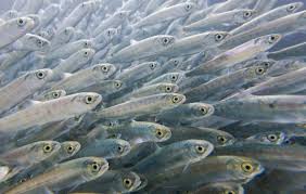 Опубликован реестр договоров по искусственному воспроизводству гидробионтов в Приморском крае на 2026 год