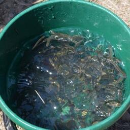 Новый рыбоводный завод будет пополнять запасы кеты в Приморье