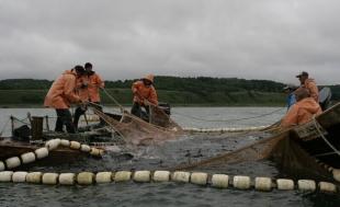 Правительство раскритиковало законопроект о привязке рыбного бизнеса к региону промысла