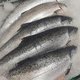 Форелеводы Дагестана планируют удвоить объемы производства