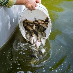 Торги: озера Зауралья разыграют среди аквафермеров