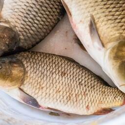 Аквафермеры Тюменской области подвели итоги года