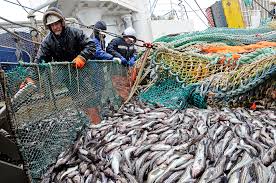 Новые научные данные позволили увеличить уловы в ключевых рыбохозяйственных бассейнах