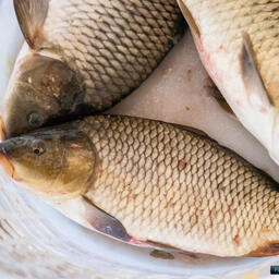 Казахстан активно развивает аквакультуру