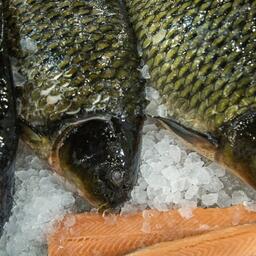 Рыбоводам Горного Алтая помогут субсидиями