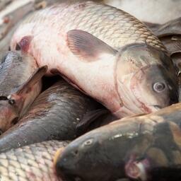 Торги: Аквафермеров зовут на озера под Вологдой