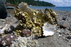 В Великобритании скоро появится самый большой устричный риф в Европе