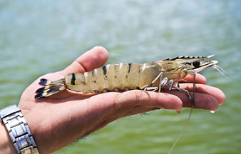 Цены на крупные эквадорские креветки на китайском рынке продолжают расти