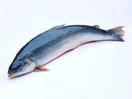 Экспортные поставки аквакультурного гольца из Норвегии в январе повторили результат прошлого года