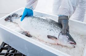 Казахстан снизил закупки, но сохранил лидерство по импорту замороженной аквакультурной семги из Норвегии в 2025 году