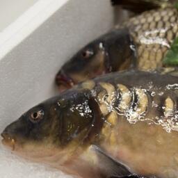 Нижегородское рыбоводство прирастает карповыми