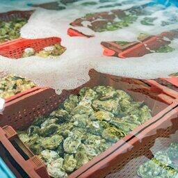Марифермеры Севастополя ждут местного спата устриц